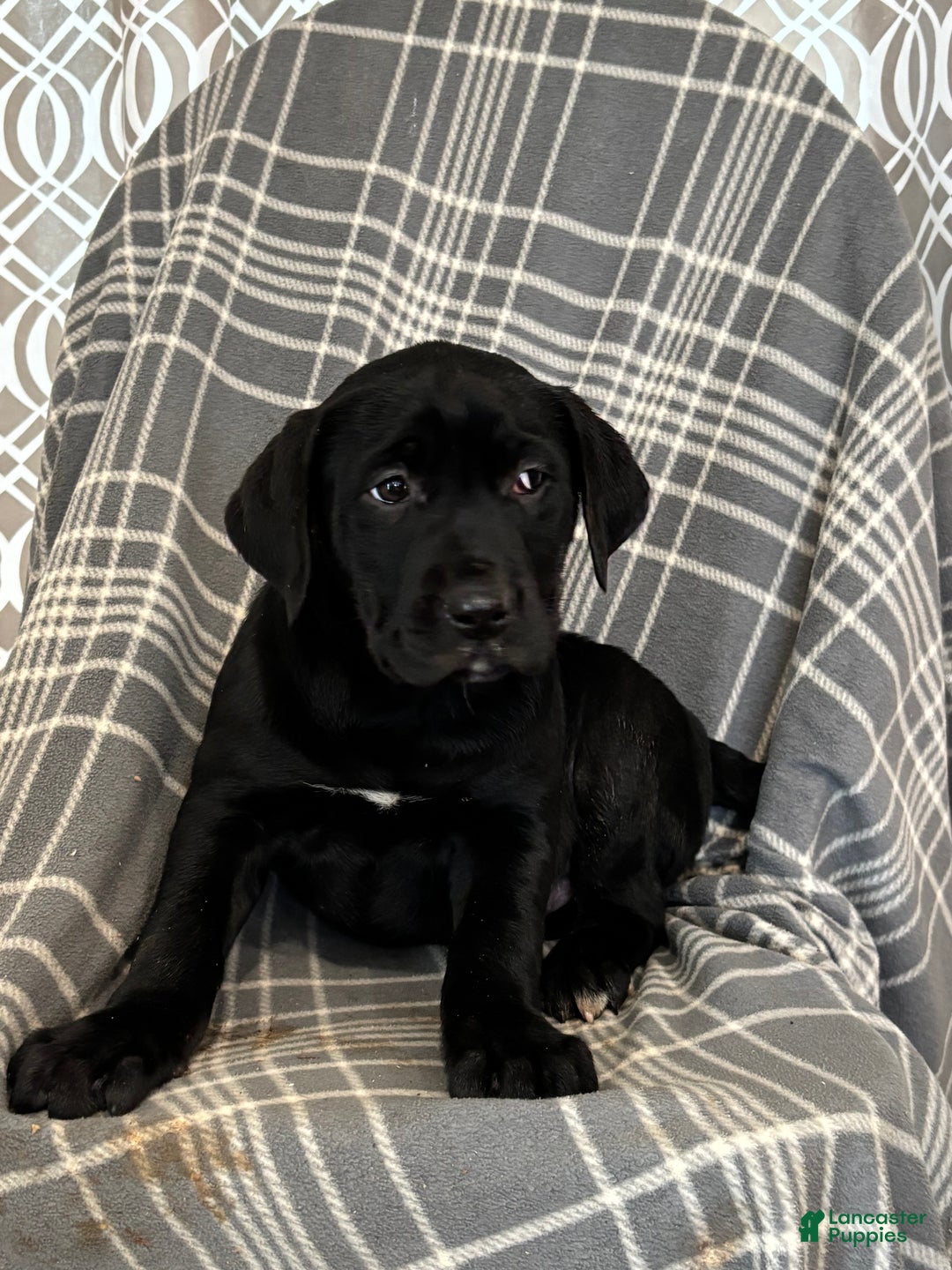 Mixed Breed dogs for sale: Mixed Breed Puppy 3 - Ad 2