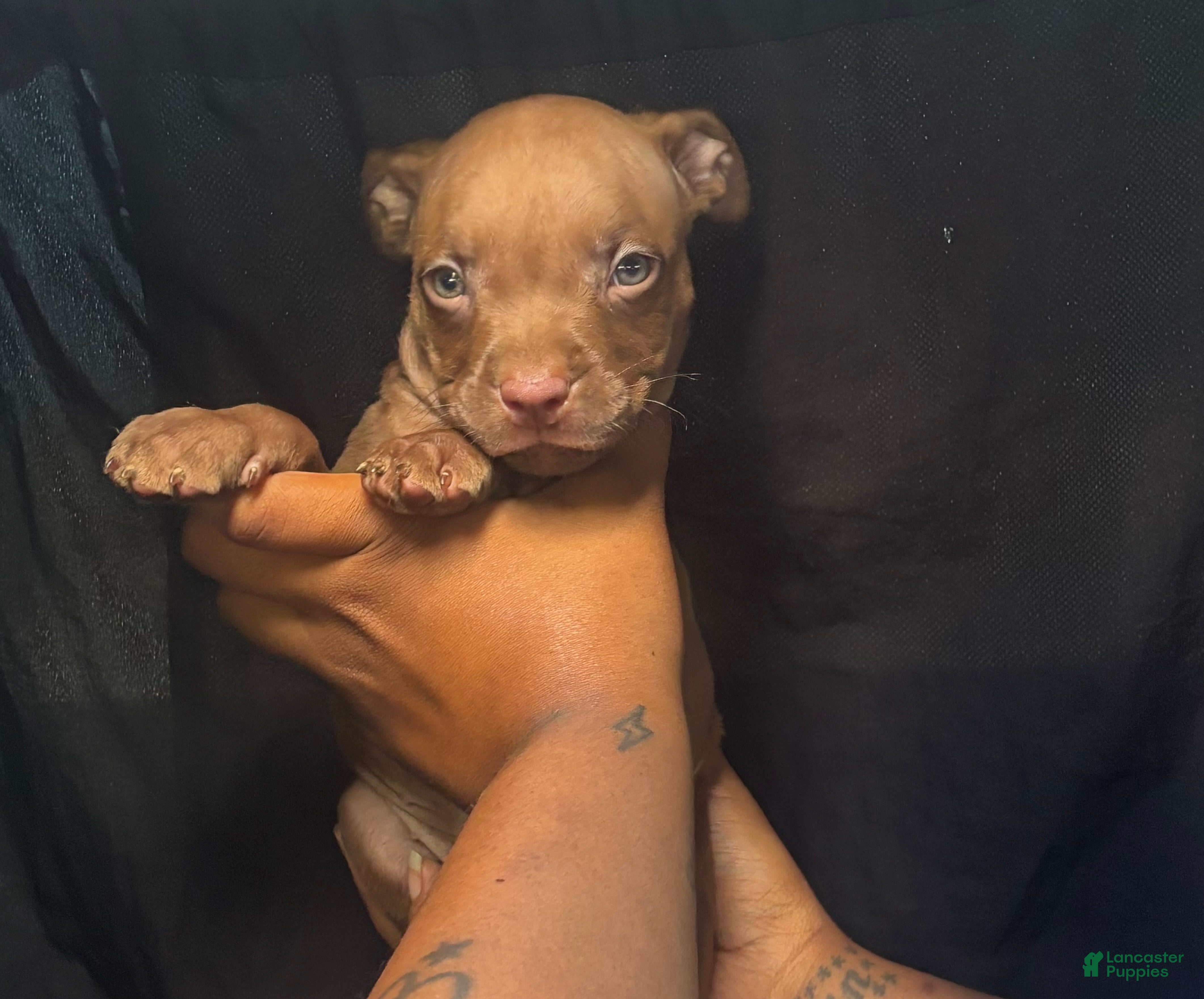 American Pit Bull Terrier dogs American Pit Bull Terrier 5 - Ad 33