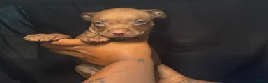 American Pit Bull Terrier 5