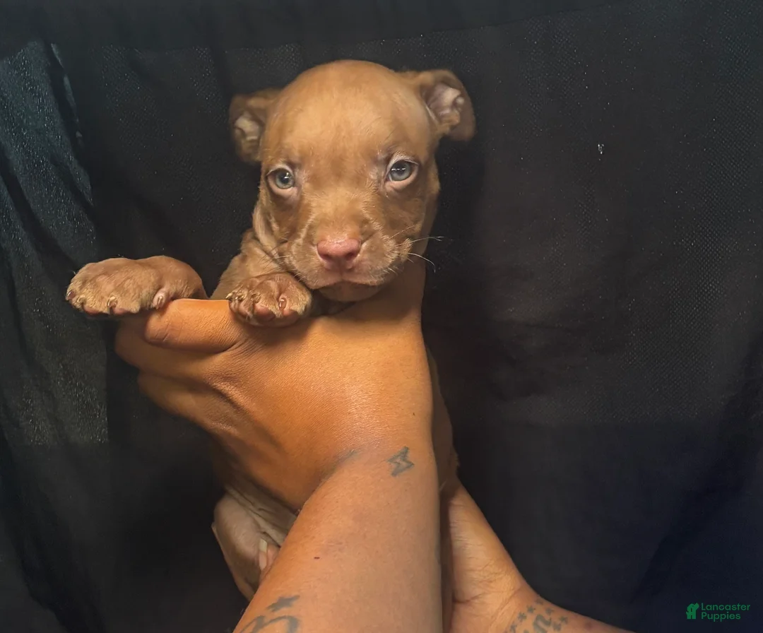 American Pit Bull Terrier dogs for sale: American Pit Bull Terrier 5 - Ad 1