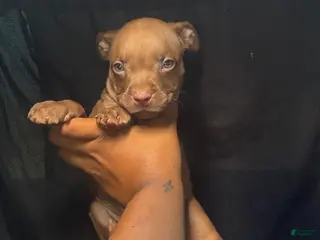 American Pit Bull Terrier dogs American Pit Bull Terrier 5 - Ad 33
