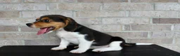 Beagle dogs for sale: Blossom  - Ad 5