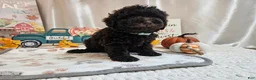 Miniature Poodle dogs for sale: Armstrong J. - Ad 4