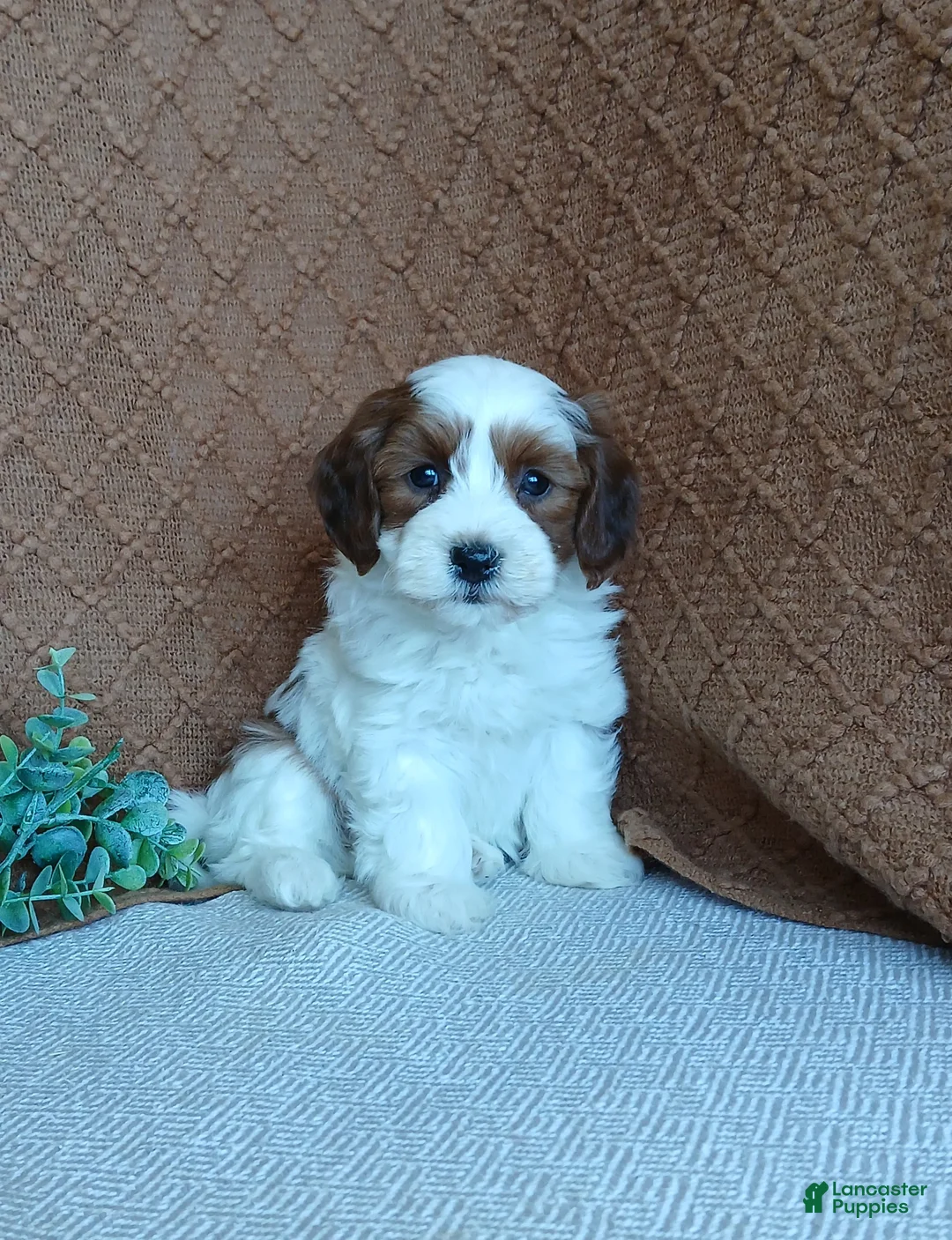 Havanese dogs for sale: Kiara  - Ad 1