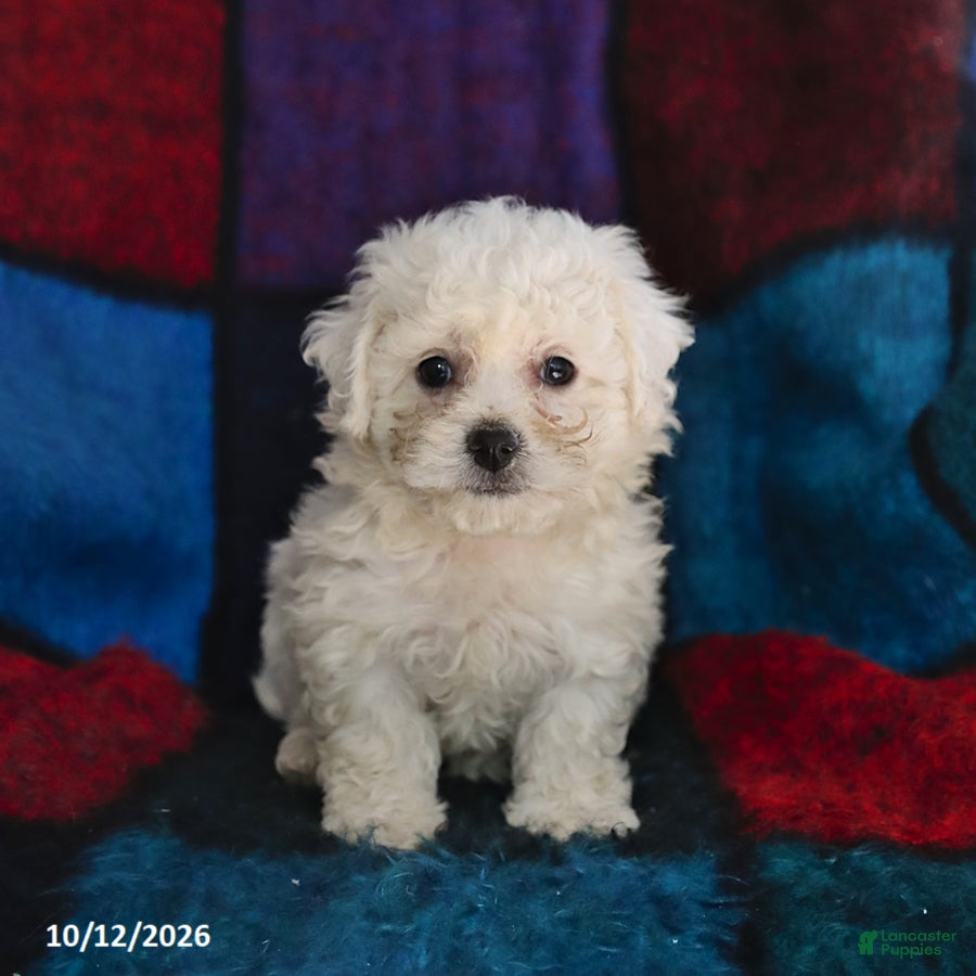 Bichon Frise dogs for sale: Sugar - Ad 1