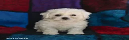 Bichon Frise dogs for sale: Sugar - Ad 1