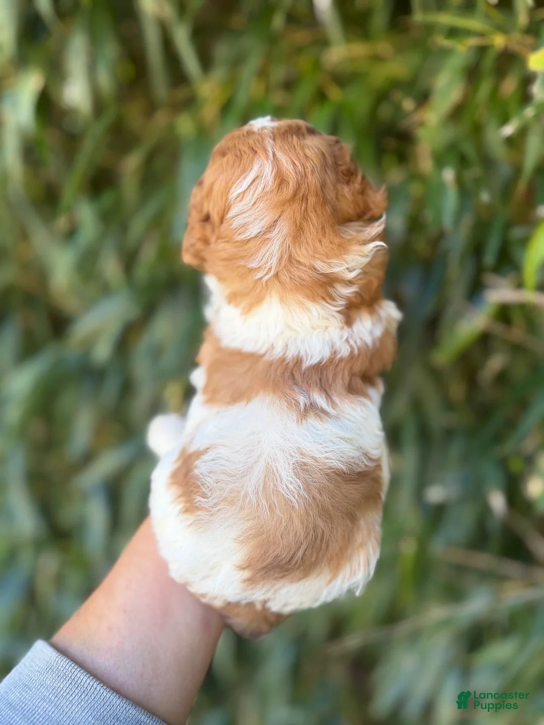 Cockapoo dogs for sale: Cockapoo 1 - Ad 2