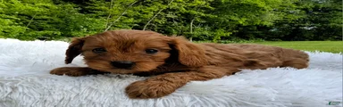 Peanut