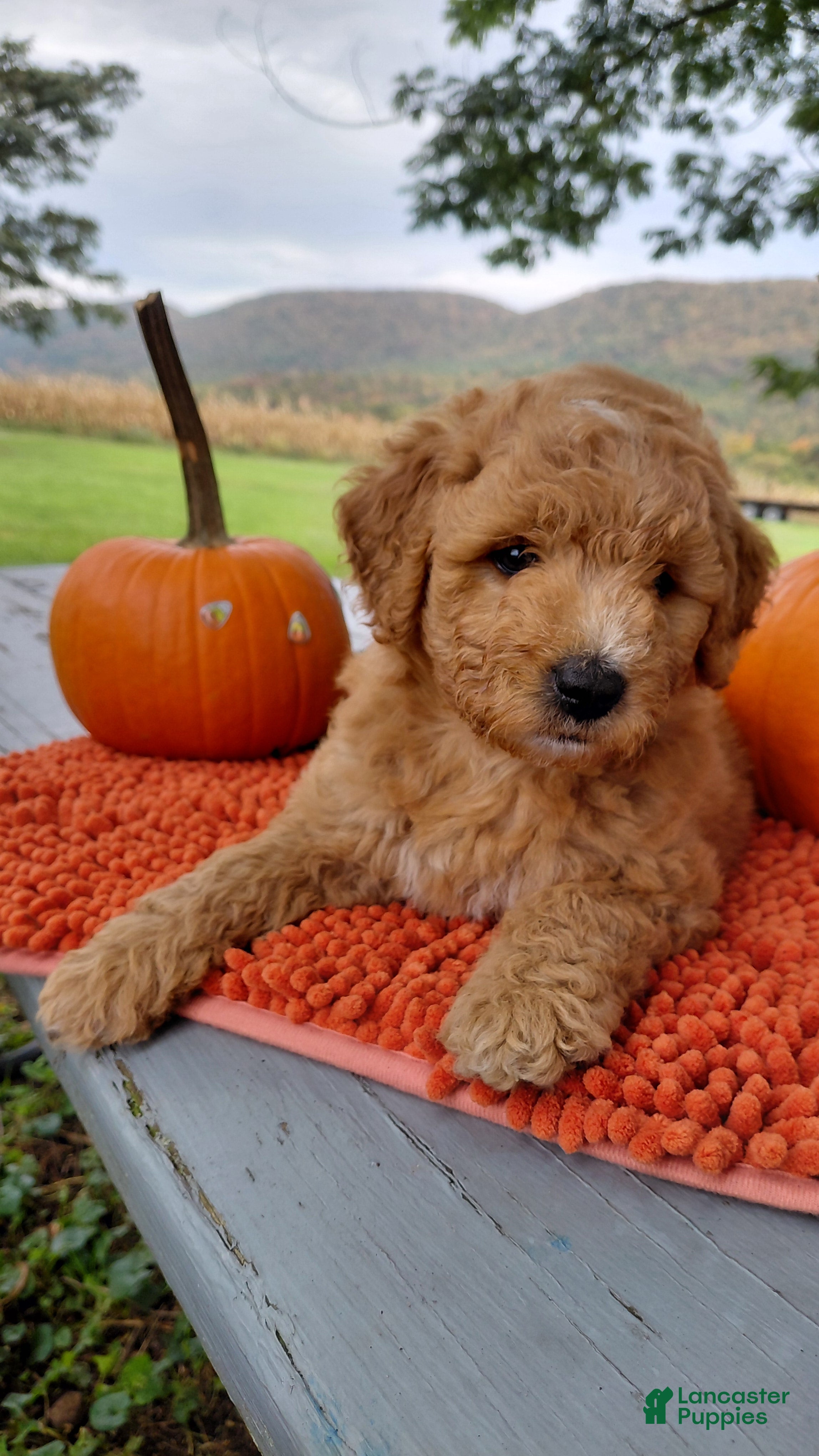 Mini Goldendoodle dogs Mountain Goldendoodle - Hazel - Ad 1
