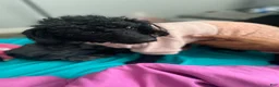 Cockapoo dogs for sale: Cockapoo Puppy 1 - Ad 2