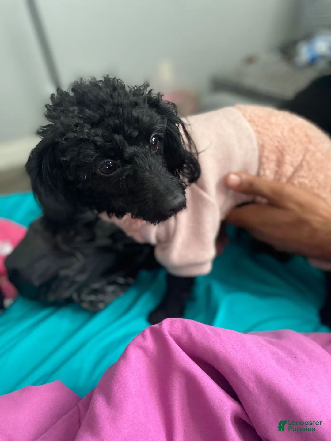 Cockapoo dogs for sale: Cockapoo Puppy 1 - Ad 2