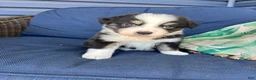 Australian Shepherd dogs for sale: Australian Shepherd- Chloe  - Ad 2
