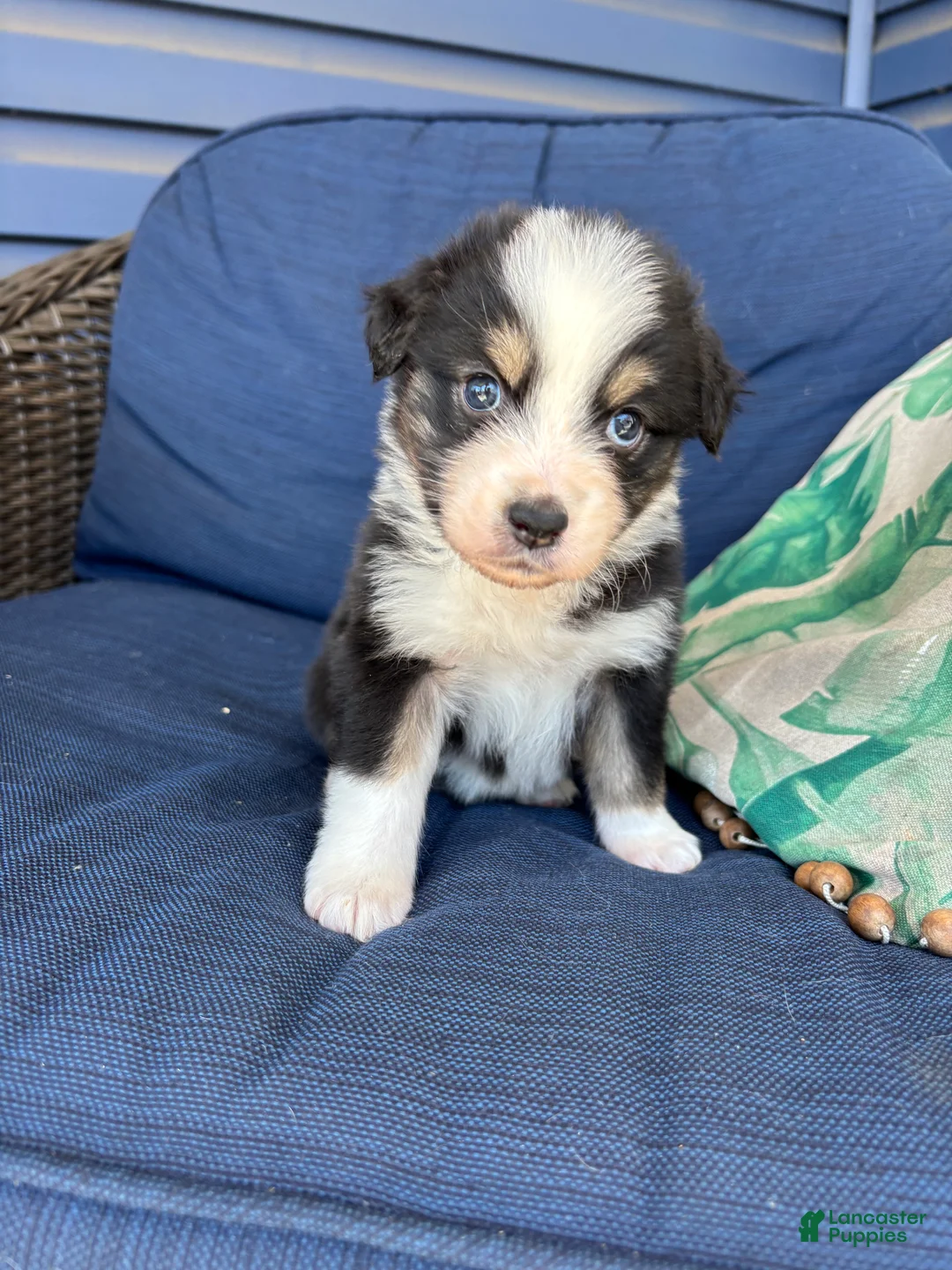 Australian Shepherd dogs for sale: Australian Shepherd- Chloe  - Ad 2