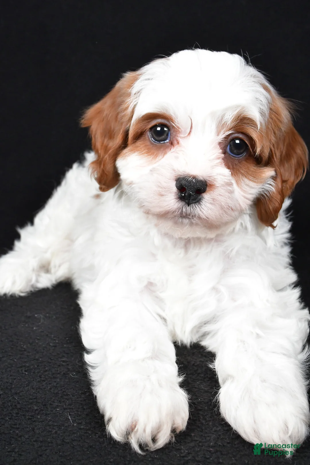 Cavapoo dogs for sale: Kody - Ad 7