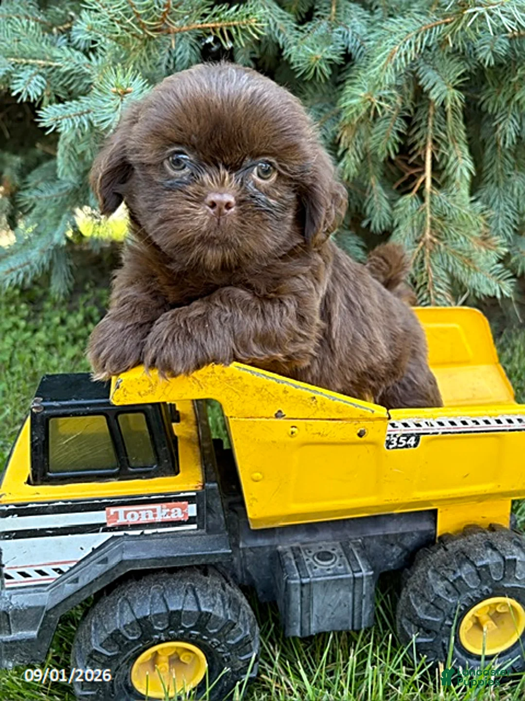 Shih Tzu dogs for sale: Luke - Ad 1