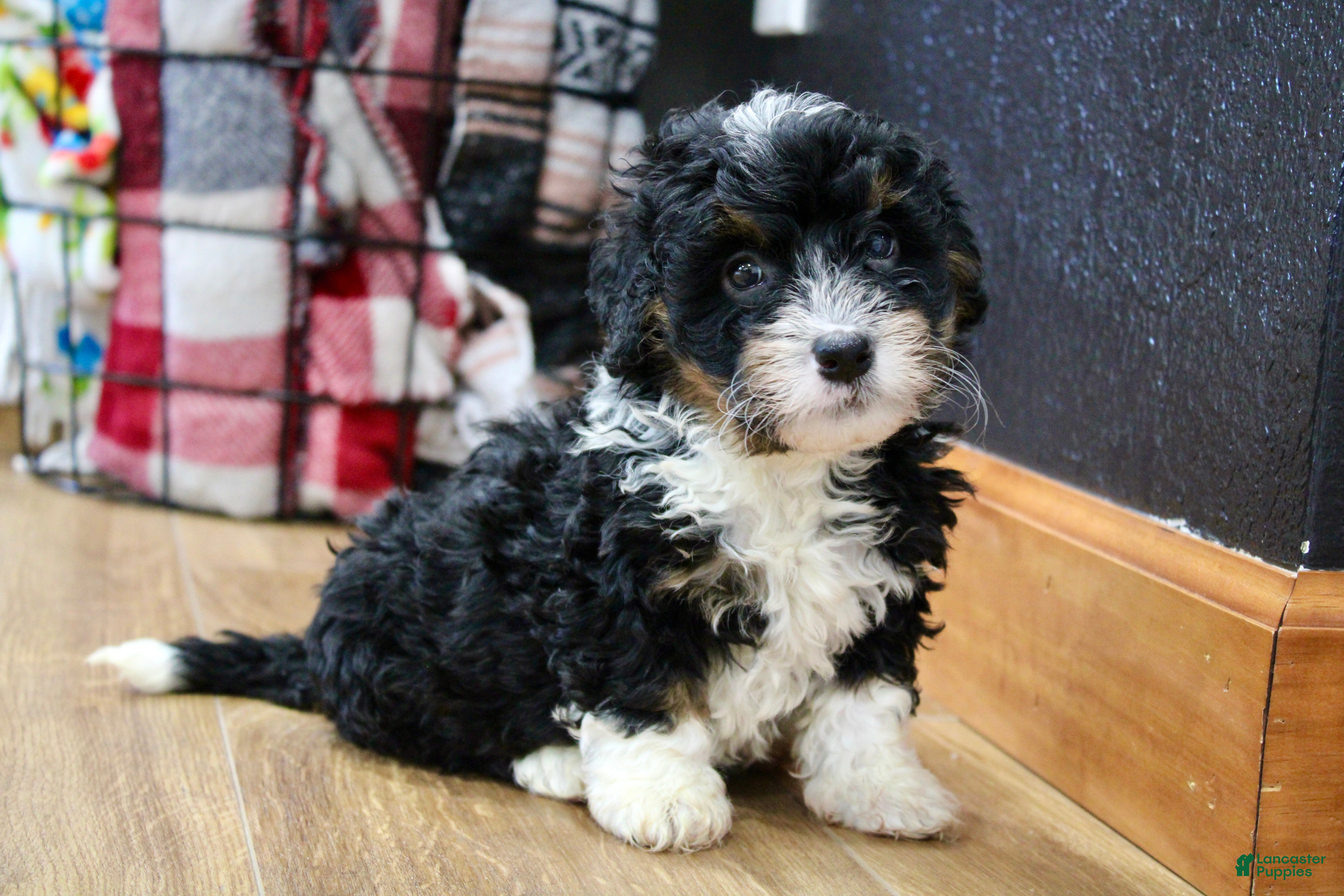 Mini Bernedoodle dogs Rover - Ad 2