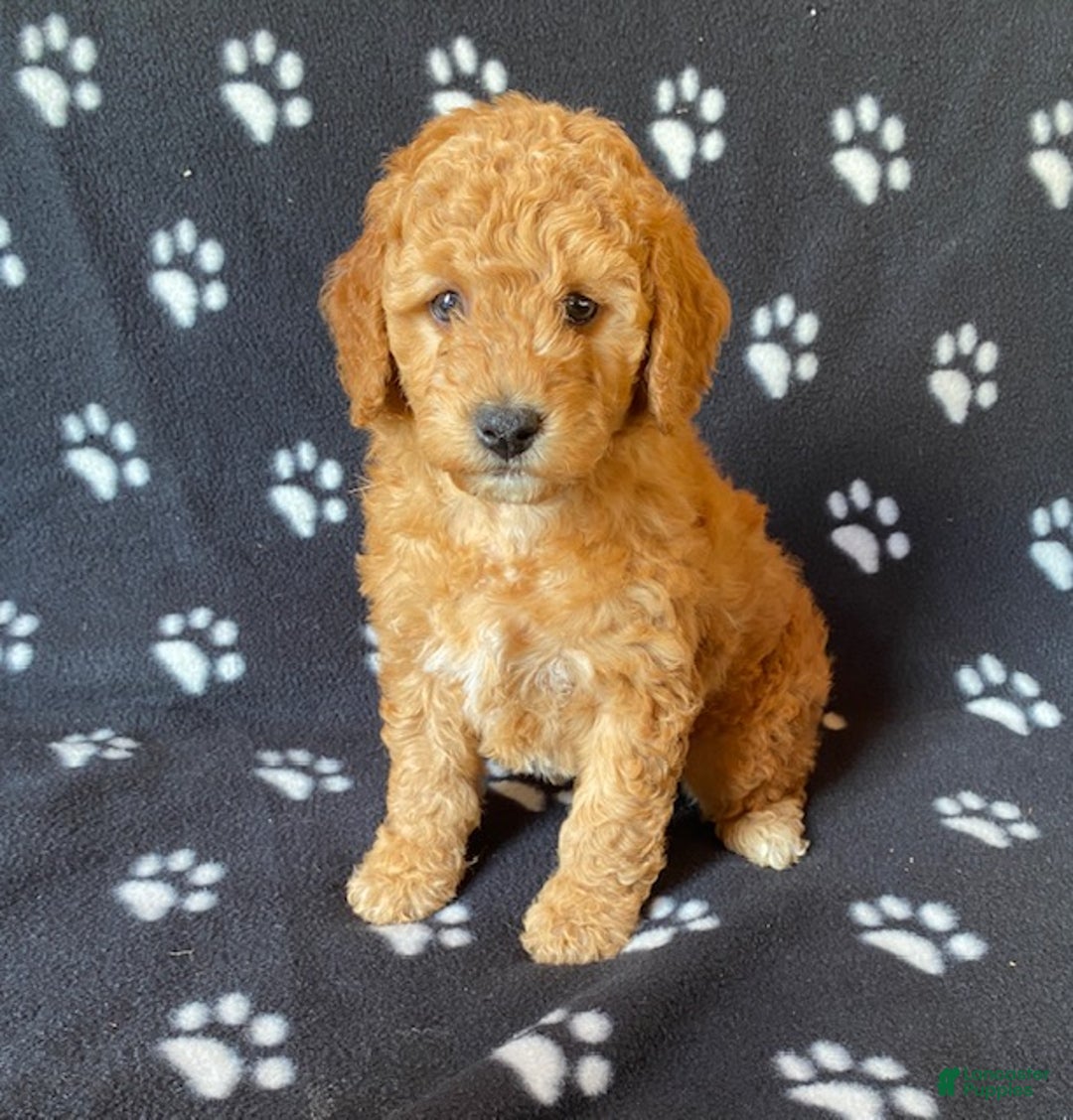 Mini Goldendoodle dogs for sale: Lucas - Ad 2