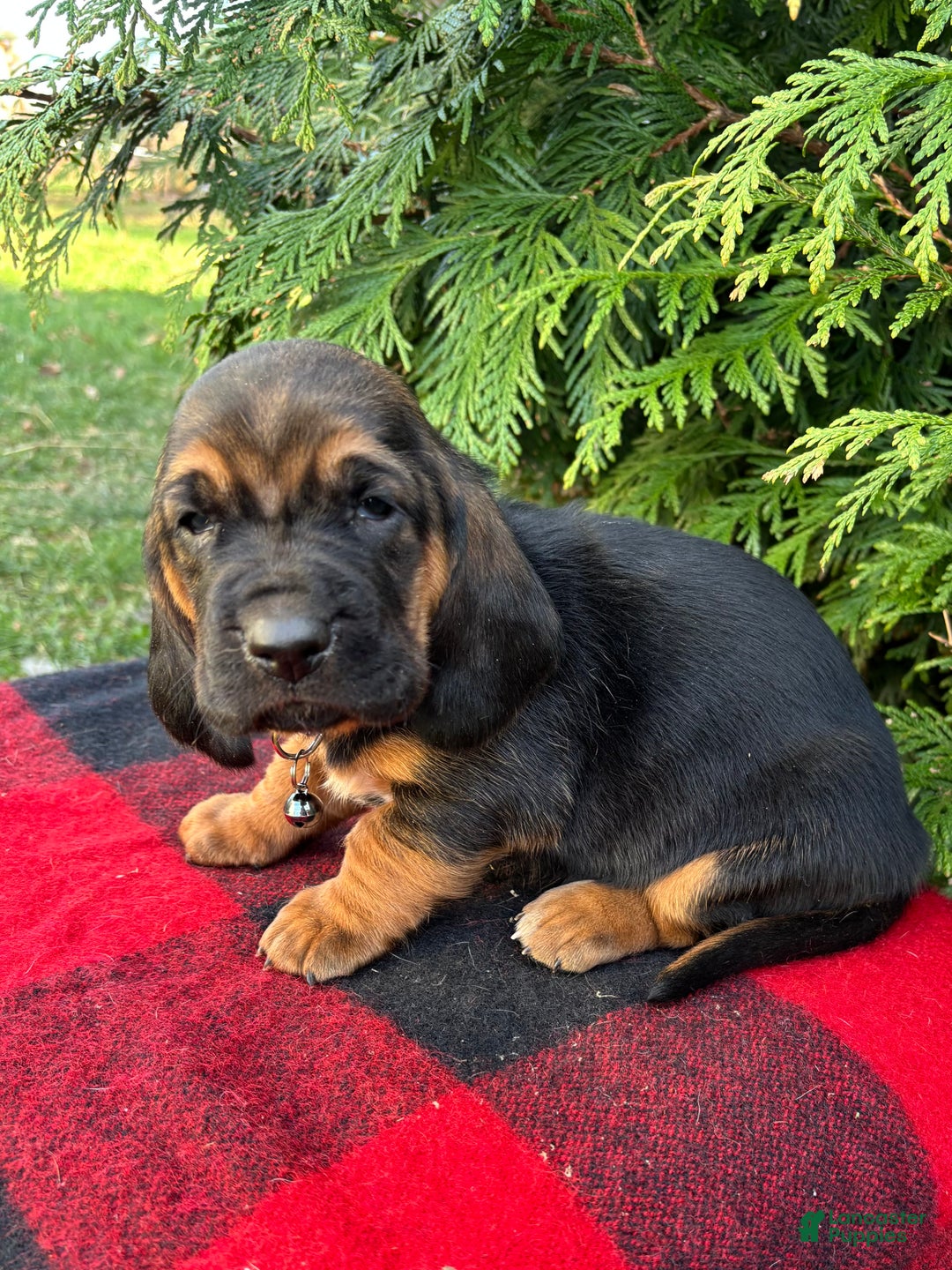 Basset Hound dogs for sale: Buddy - Ad 5