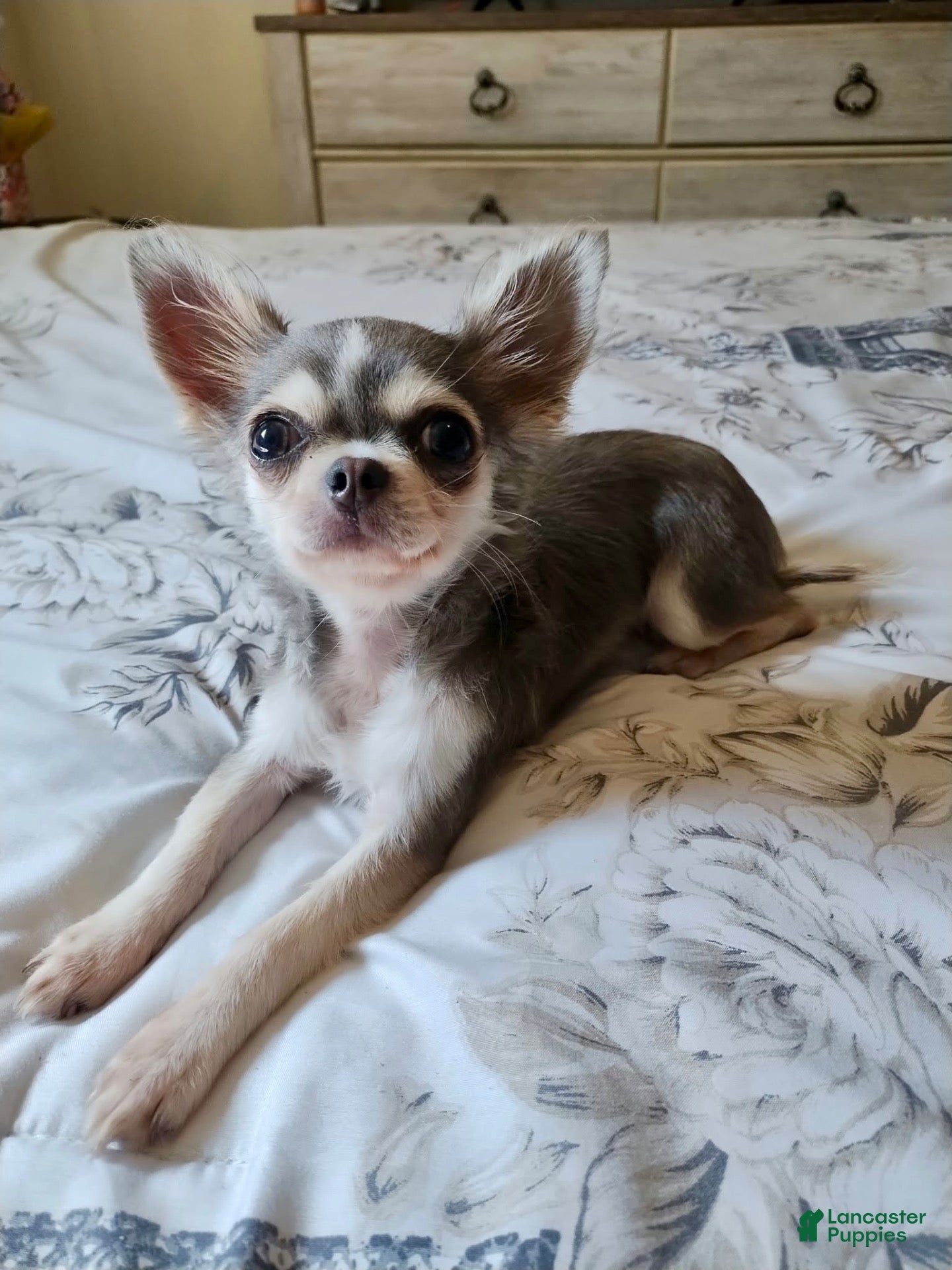 Chihuahua dogs Chihuahua 1 - Ad 21