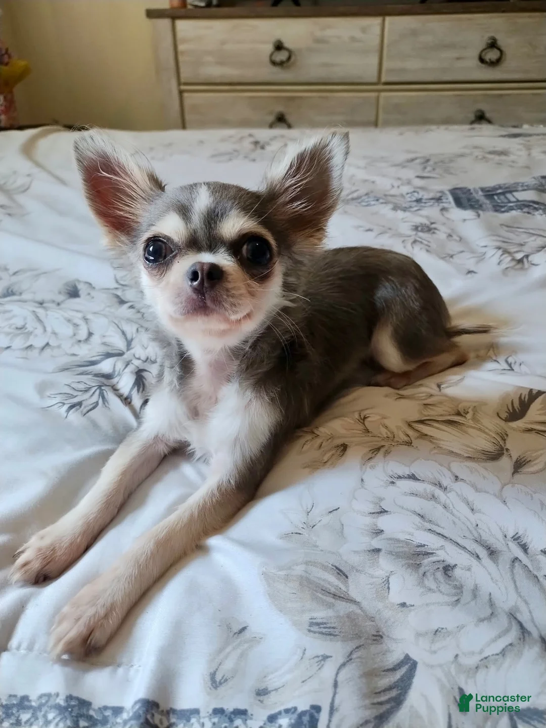 Chihuahua dogs for sale: Chihuahua 1 - Ad 1