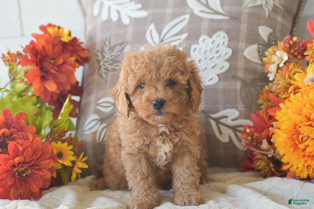 Cavapoo dogs for sale: Rosie - Ad 6