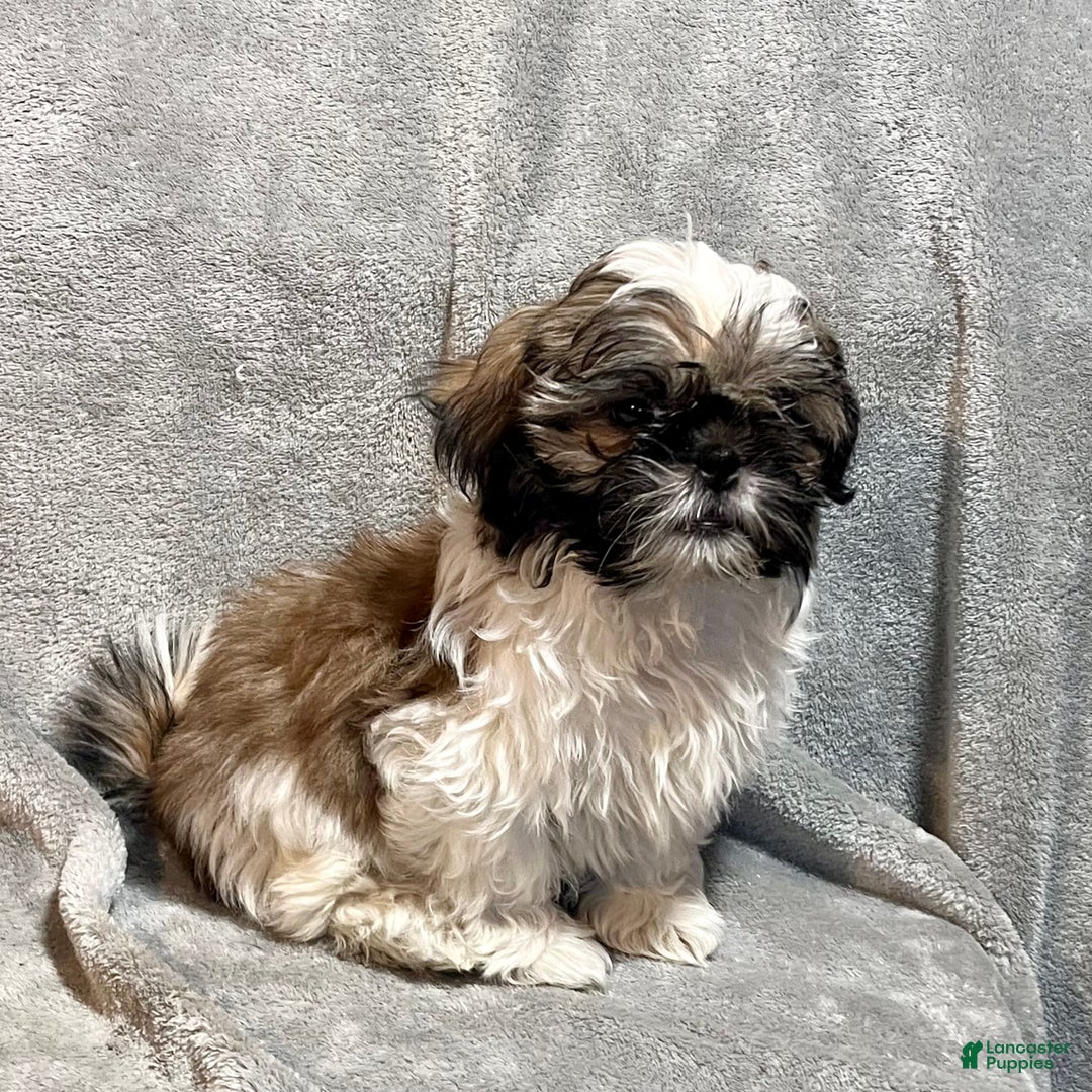 Shih Tzu dogs for sale: Markus - Ad 6
