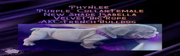 French Bulldog dogs for sale: Phynlee “Purple Collar”, Female  - Ad 4