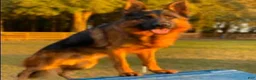 German Shepherd dogs for sale: Brown Boy - Ad 3