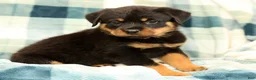 Rottweiler dogs for sale: Rambo - Ad 4