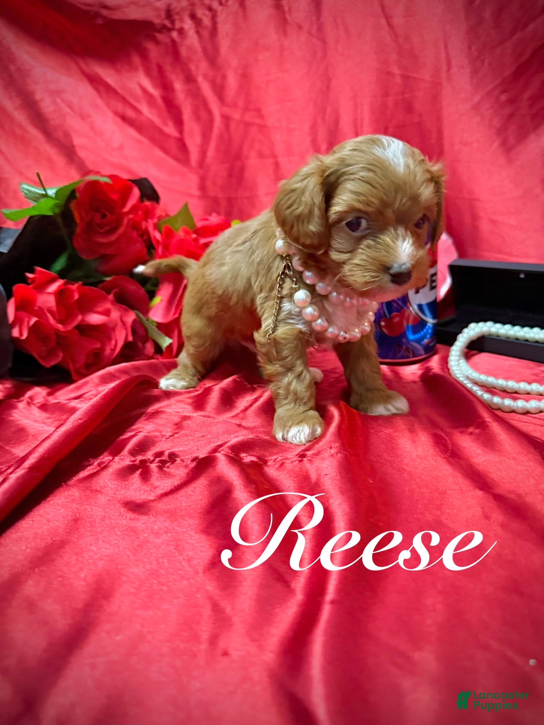 Yorkiepoo dogs for sale: Reese  - Ad 1