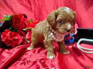 Yorkiepoo dogs Reese - Ad 41