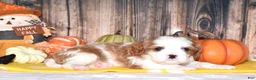 Cavalier King Charles Spaniel dogs for sale: Chance - Ad 1