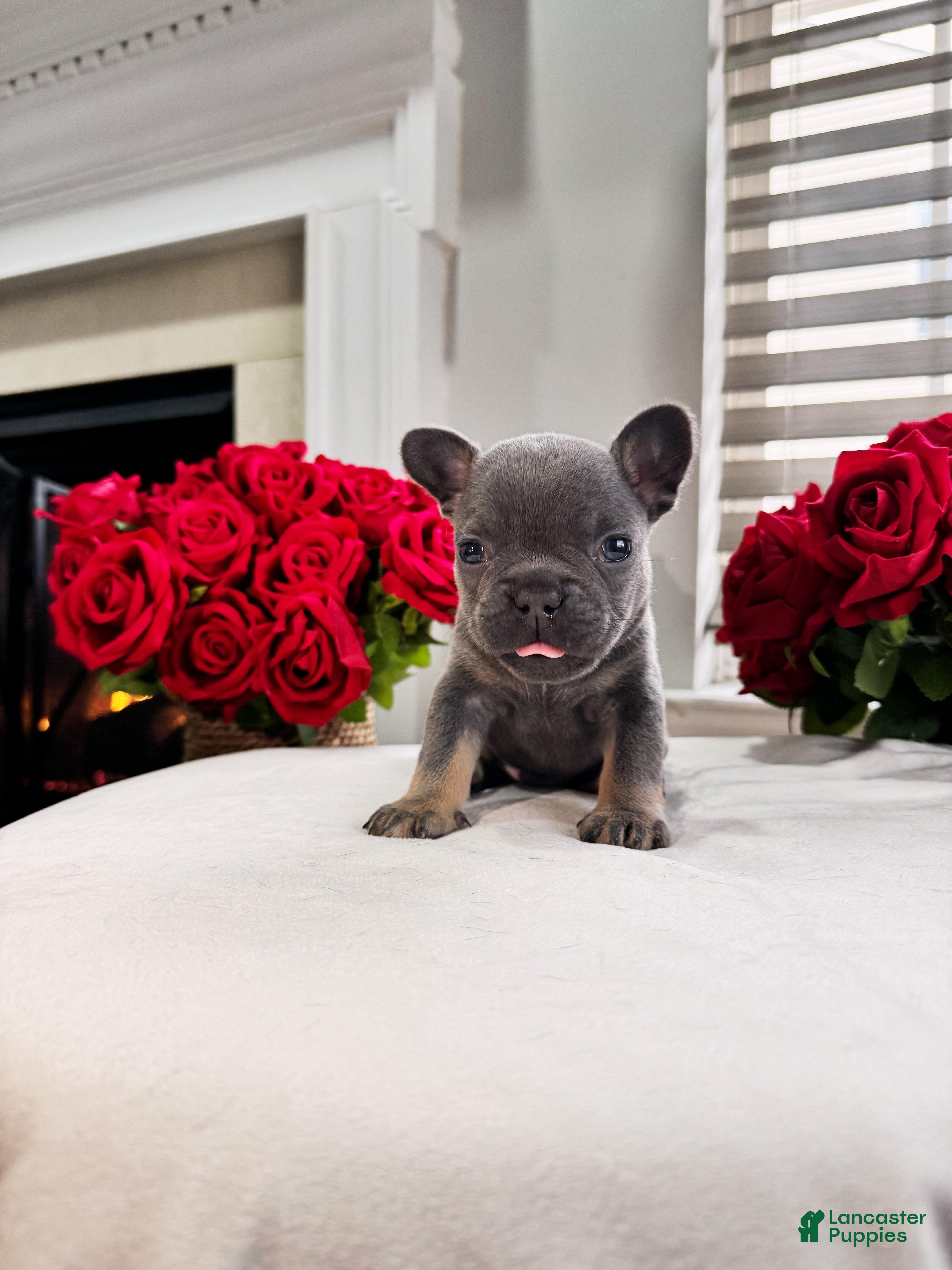 French Bulldog dogs Joxy - Ad 5