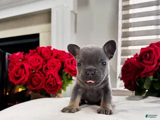 French Bulldog dogs Joxy - Ad 19