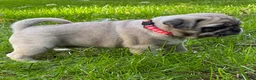 Pug dogs for sale: Addie - Ad 5