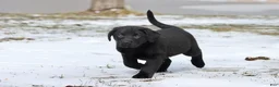 Labrador Retriever dogs for sale: Pork Chops - Ad 4