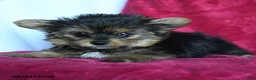 Yorkshire Terrier dogs for sale: Rockie - Ad 3