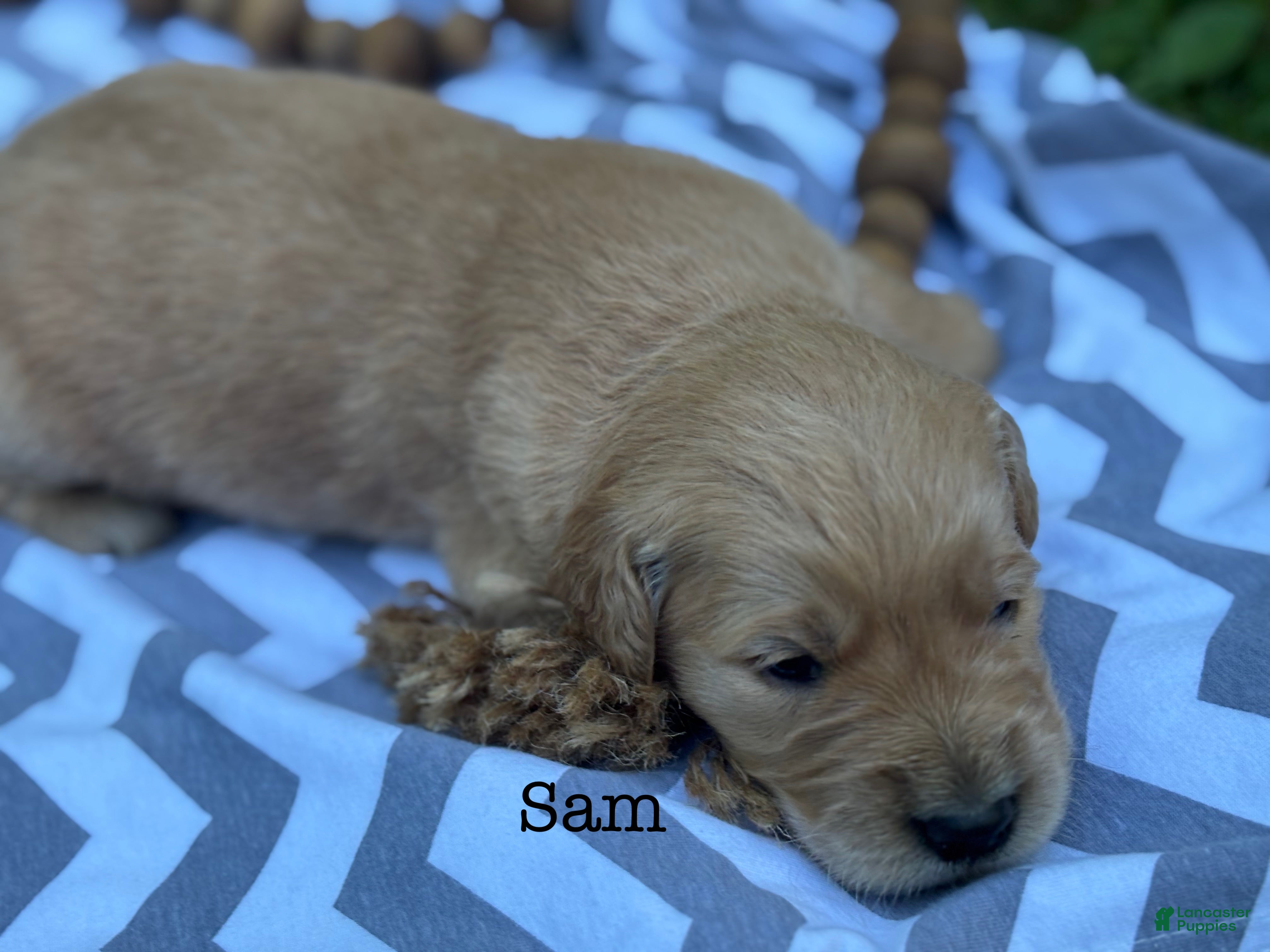 Golden Retriever dogs Sam - Ad 1