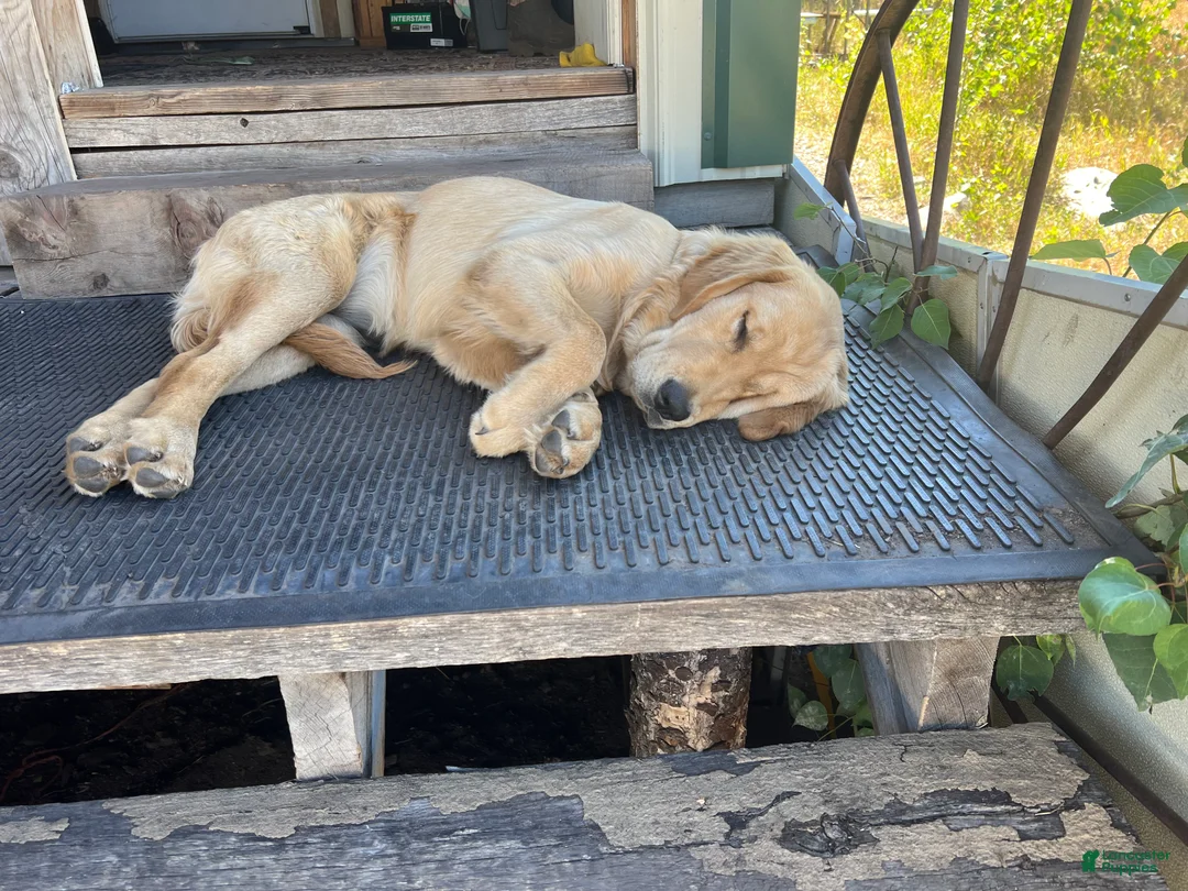 Golden Retriever dogs for sale: Penny  - Ad 3