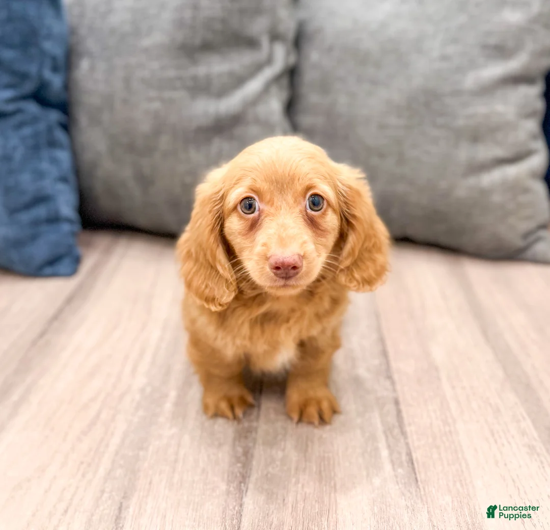 Miniature Dachshund dogs for sale: Callie - Ad 2