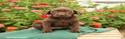 Labrador Retriever dogs for sale: Kimmie - Ad 2