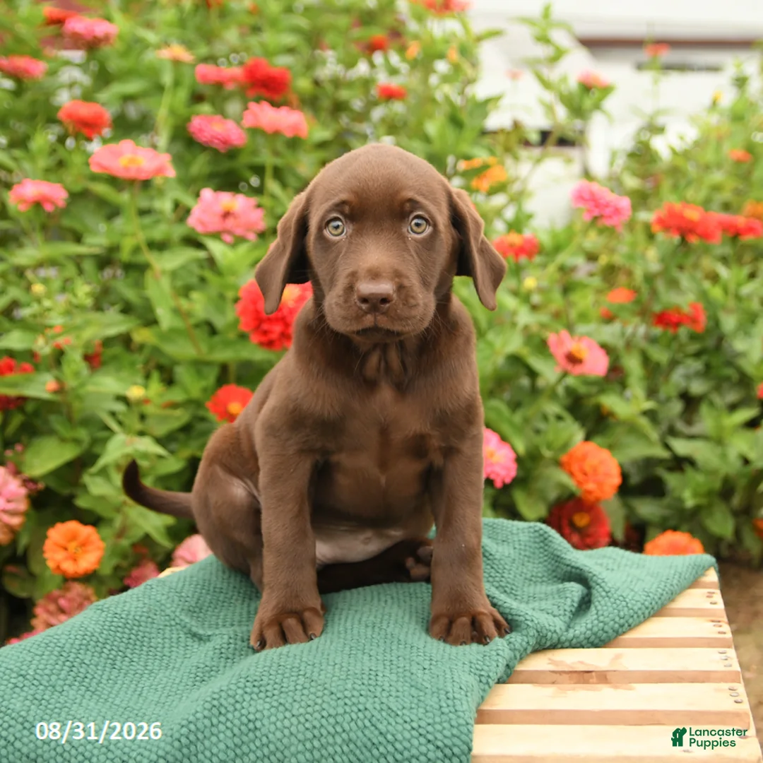 Labrador Retriever dogs for sale: Kimmie - Ad 2
