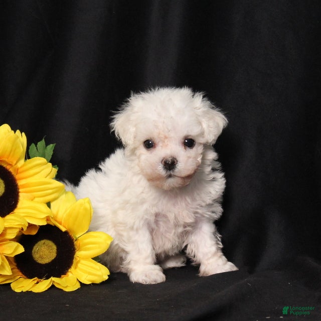 Bichon Frise dogs Kanga - Ad 1