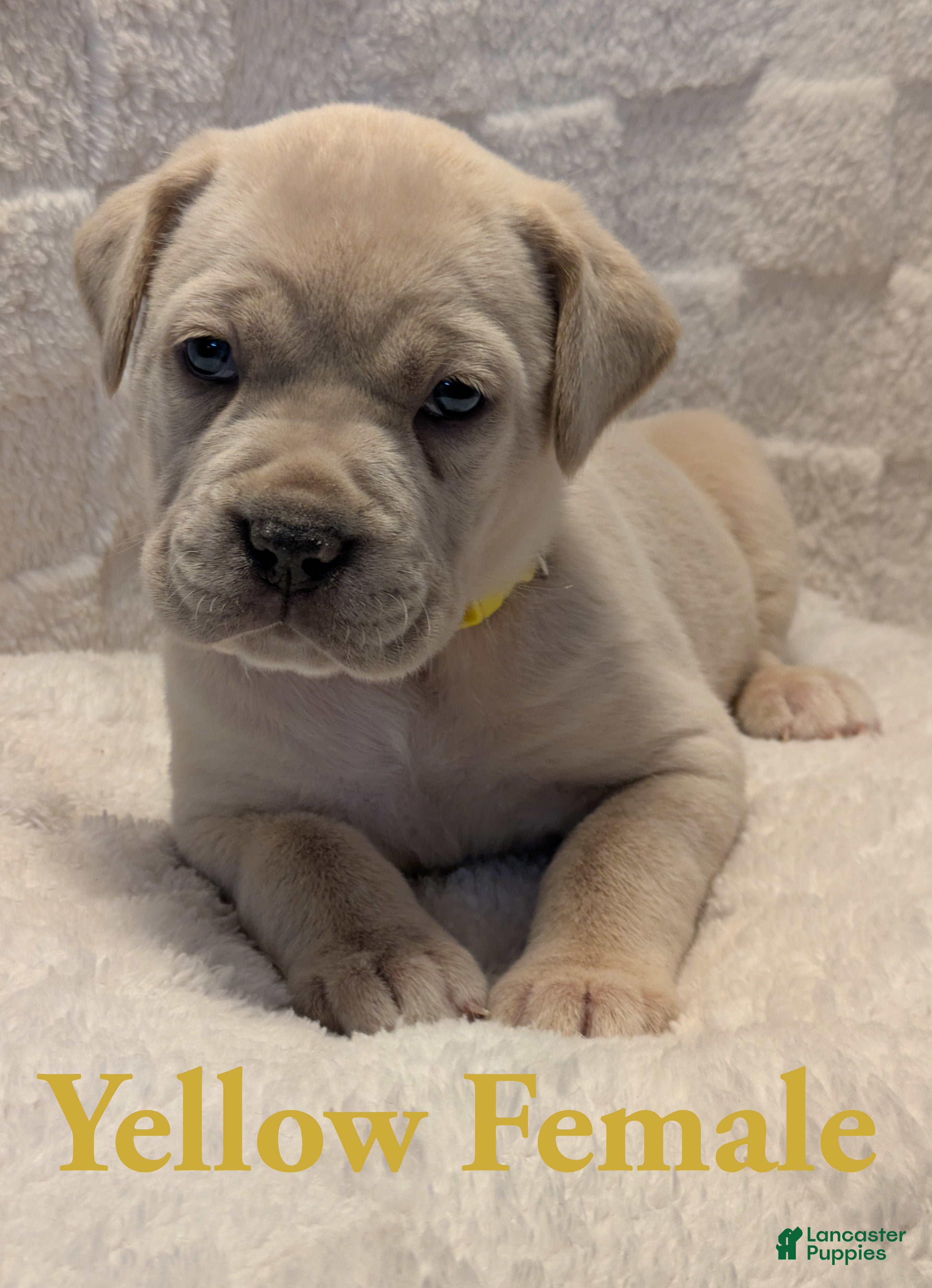 Cane Corso dogs Yellow  - Ad 10
