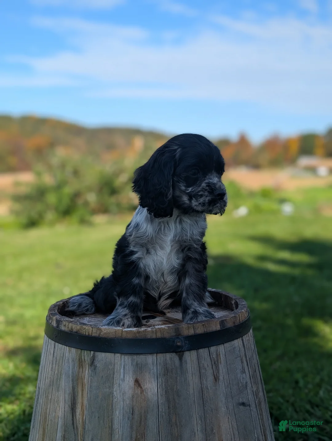 Cocker Spaniel dogs for sale: Cody - Ad 2