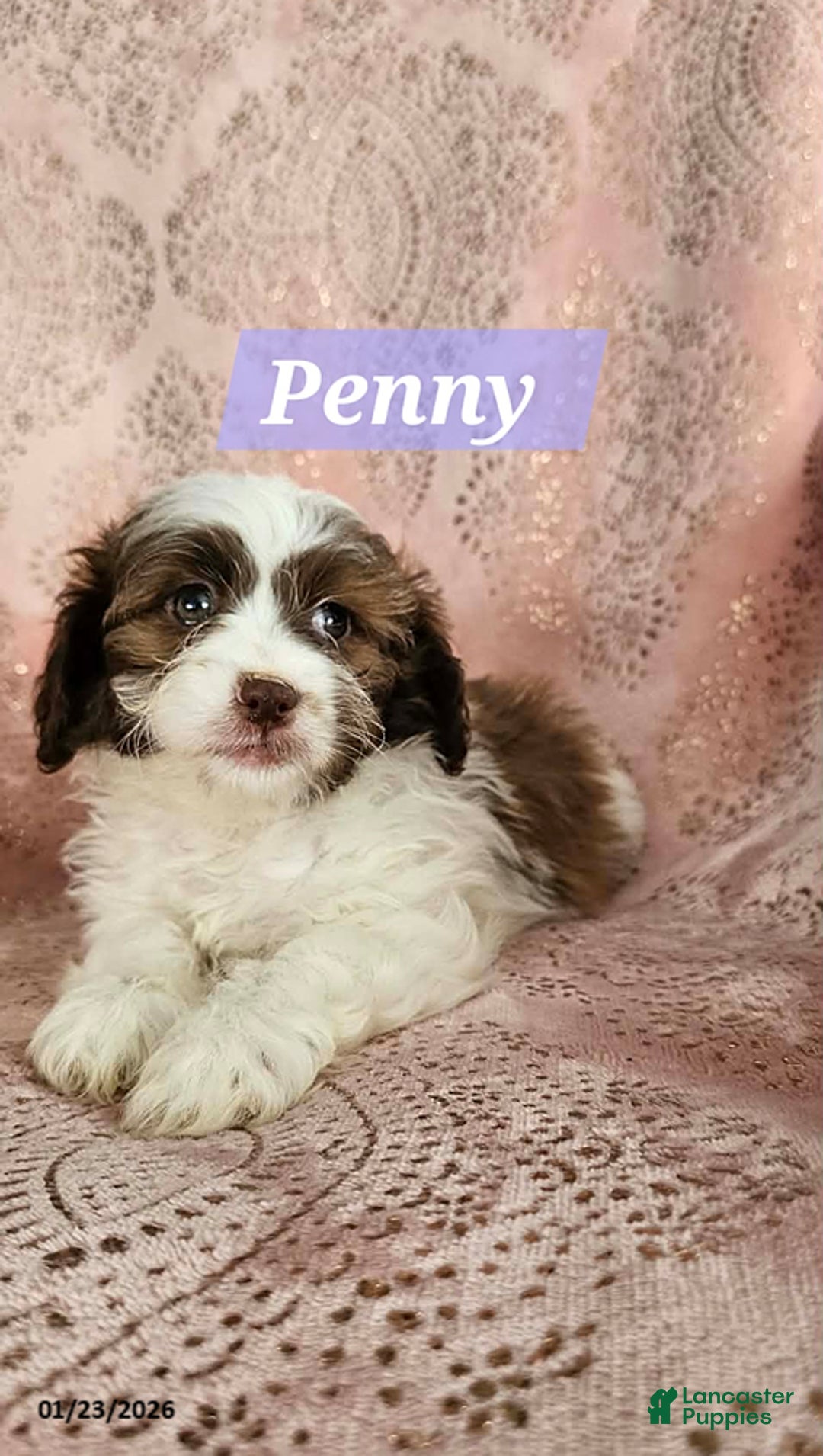 Shihpoo dogs for sale: Penny - Ad 2
