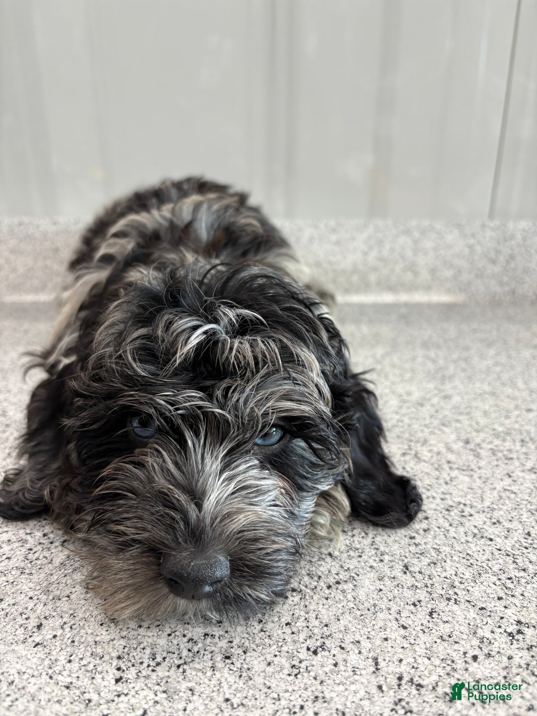 Miniature Poodle dogs for sale: Wave Blue - Ad 5