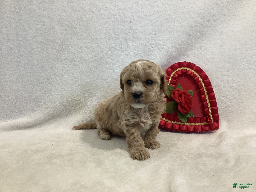 Maltipoo dogs for sale: Captain - Ad 10