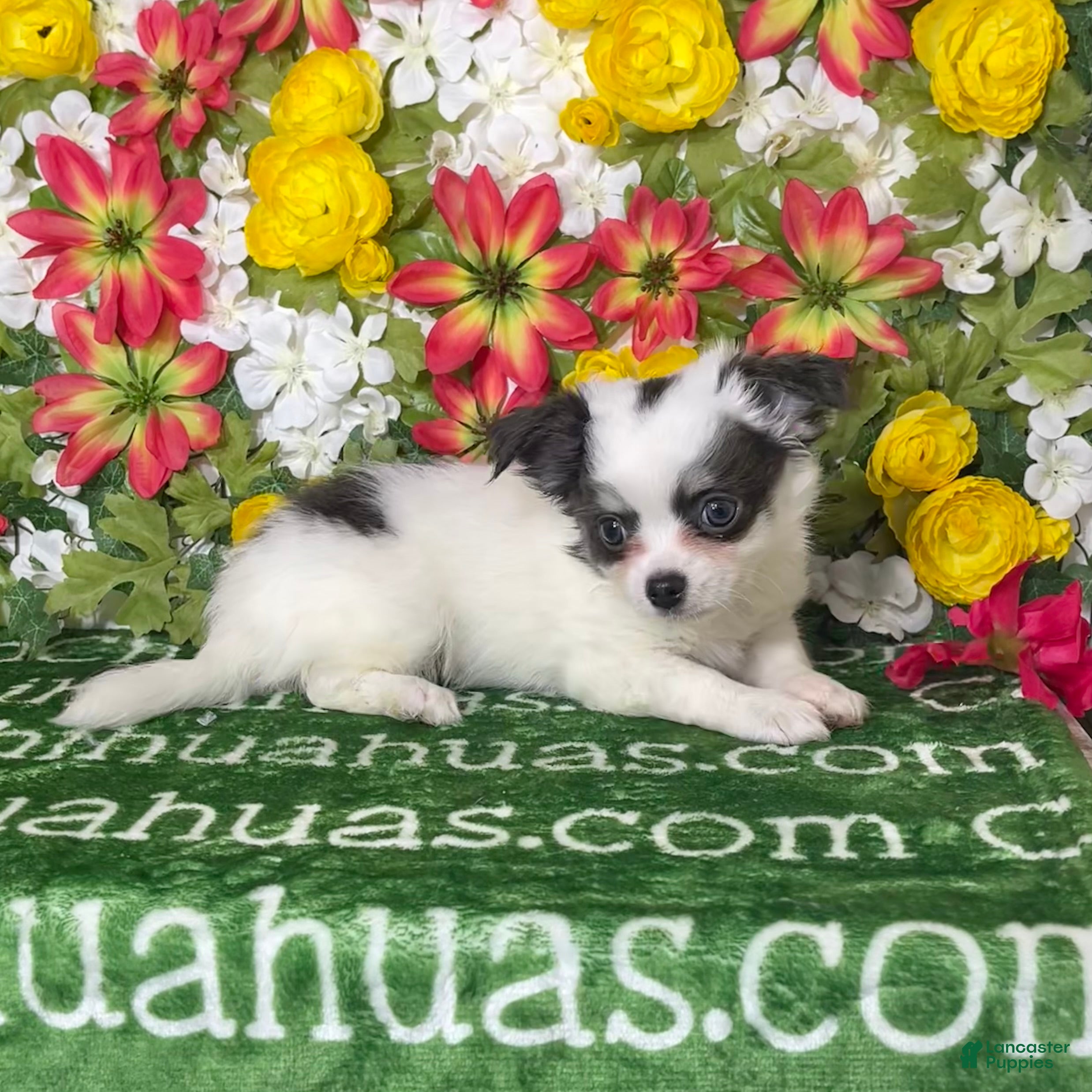 Chihuahua dogs Gabriel Blue Spotted - Ad 1