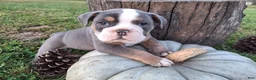 English Bulldog dogs for sale: Tank - Ad 3